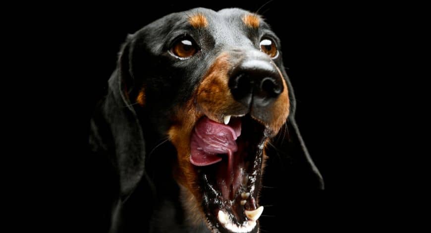 Mal aliento en perros: causas y soluciones